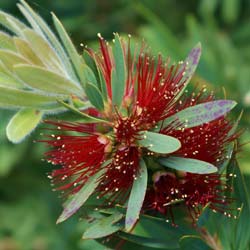 callistemon little john